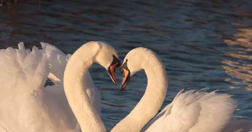 Navigating Pornography As A Couple: A Conversation Guide