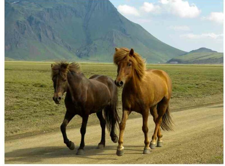 two horses walking together how to be a good accountability partner