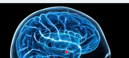 brain pic Pornography Brain Research